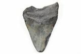 Bargain, Fossil Megalodon Tooth - South Carolina #196894-1